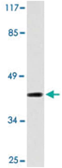 BMP8A Rabbit anti-Human, Polyclonal Antibody, Abnova 100&mu;L; Unlabeled:Antibodies,