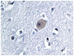BMP8A Rabbit anti-Human, Polyclonal Antibody, Abnova 100&mu;L; Unlabeled:Antibodies,