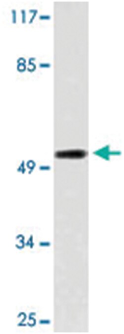 LILRA1 Rabbit anti-Human, Polyclonal Antibody, Abnova 100&mu;L; Unlabeled:Antibodies,