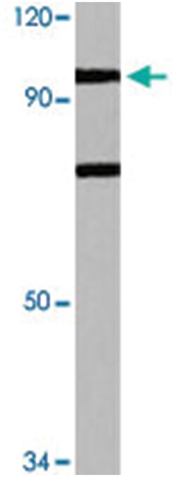N4BP1 Rabbit anti-Human, Polyclonal Antibody, Abnova 100&mu;L; Unlabeled:Antibodies,