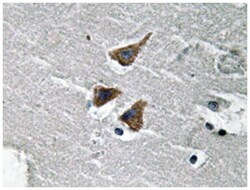 PLAU Rabbit anti-Human, Polyclonal Antibody, Abnova 100&mu;L; Unlabeled:Antibodies,