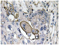 AQP5 Rabbit anti-Human, Polyclonal Antibody, Abnova 100&mu;L; Unlabeled:Antibodies,