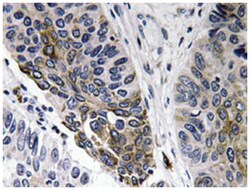 IgA Rabbit anti-Human, Polyclonal Antibody, Abnova 100&mu;L; Unlabeled:Antibodies,