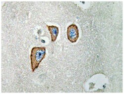 GRIN2C, Rabbit, Polyclonal Antibody, Abnova 100&mu;L; Unlabeled:Antibodies,