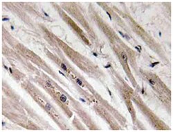 CASP12, Rabbit, Polyclonal Antibody, Abnova 100 &mu;L | Buy Online | Abnova Corporation | Fisher Scientific