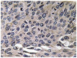 CCL3 Rabbit anti-Human, Polyclonal Antibody, Abnova 100&mu;L; Unlabeled:Antibodies,