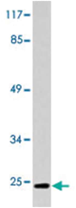 CD247 Rabbit anti-Human, Polyclonal Antibody, Abnova 100 &mu;L | Buy Online | Abnova Corporation | Fisher Scientific
