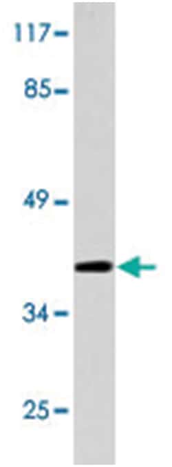 PGC, Rabbit, Polyclonal Antibody, Abnova 100&mu;L; Unlabeled:Antibodies,