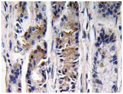 PGC, Rabbit, Polyclonal Antibody, Abnova 100&mu;L; Unlabeled:Antibodies,