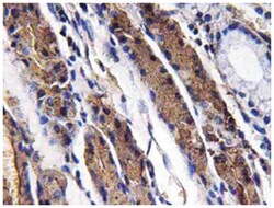 Pepsin A, Rabbit, Polyclonal Antibody, Abnova 100 &mu;L | Buy Online | Abnova Corporation | Fisher Scientific