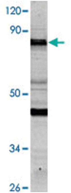 NCAPH Rabbit anti-Human, Polyclonal Antibody, Abnova 100 &mu;L | Buy Online | Abnova Corporation | Fisher Scientific