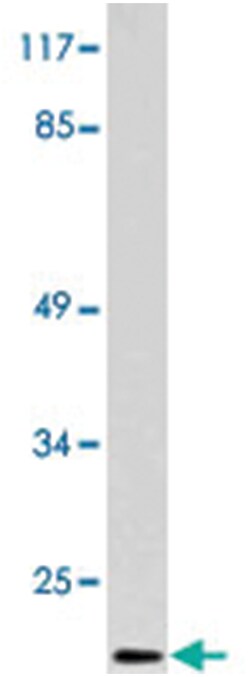 MRPS36 Rabbit anti-Human, Polyclonal Antibody, Abnova 100 &mu;L | Buy Online | Abnova Corporation | Fisher Scientific