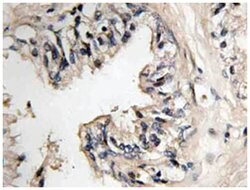 MRPS36 Rabbit anti-Human, Polyclonal Antibody, Abnova 100 &mu;L | Buy Online | Abnova Corporation | Fisher Scientific