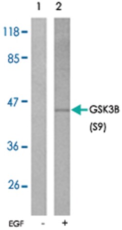 GSK3B (phospho S9), Rabbit anti-Human, Mouse, Rat, Polyclonal Antibody,