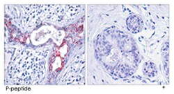 GSK3B (phospho S9), Rabbit anti-Human, Mouse, Rat, Polyclonal Antibody,