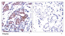 ELK1 (phospho S383), Rabbit anti-Human, Mouse, Rat, Polyclonal Antibody,