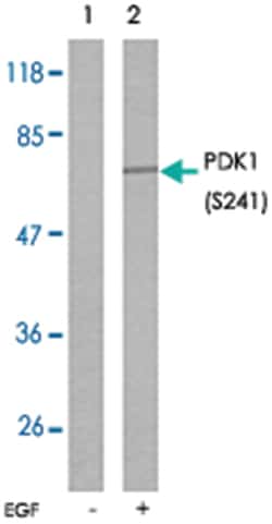 PDPK1 (phospho S241), Rabbit anti-Human, Mouse, Rat, Polyclonal Antibody, Abnova 100 &mu;g | Buy Online | Abnova | Fisher Scientific
