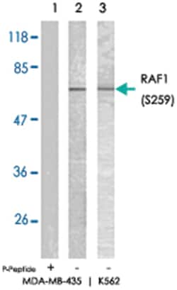 RAF1 (phospho S259), Rabbit anti-Human, Mouse, Rat, Polyclonal Antibody, Abnova 100 &mu;g | Buy Online | Abnova | Fisher Scientific