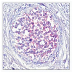 RAF1 (phospho S259), Rabbit anti-Human, Mouse, Rat, Polyclonal Antibody, Abnova 100 &mu;g | Buy Online | Abnova | Fisher Scientific