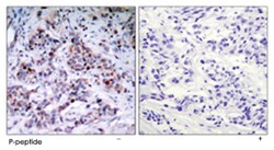RELA (phospho T435), Rabbit anti-Human, Mouse, Rat, Polyclonal Antibody,