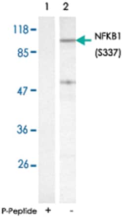 NFKB1 (phospho S337), Rabbit anti-Human, Mouse, Rat, Polyclonal Antibody,
