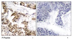 NFKB1 (phospho S893), Rabbit anti-Human, Polyclonal Antibody, Abnova 100 &mu;g | Buy Online | Abnova Corporation | Fisher Scientific