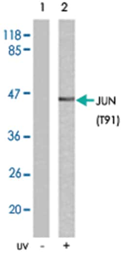 JUN (phospho T91), Rabbit anti-Human, Mouse, Rat, Polyclonal Antibody,