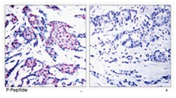 JUN (phospho T93), Rabbit anti-Human, Mouse, Rat, Polyclonal Antibody,