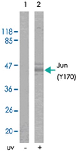 JUN (phospho Y170), Rabbit anti-Human, Mouse, Rat, Polyclonal Antibody, Abnova 100 &mu;g | Buy Online | Abnova Corporation | Fisher Scientific