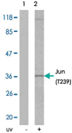 JUN (phospho T239), Rabbit anti-Human, Mouse, Rat, Polyclonal Antibody, Abnova 100 &mu;g | Buy Online | Abnova Corporation | Fisher Scientific