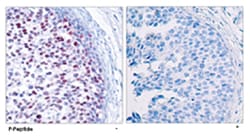 JUN (phospho T239), Rabbit anti-Human, Mouse, Rat, Polyclonal Antibody, Abnova 100 &mu;g | Buy Online | Abnova Corporation | Fisher Scientific