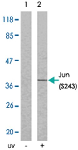 JUN (phospho S243), Rabbit anti-Human, Mouse, Rat, Polyclonal Antibody,