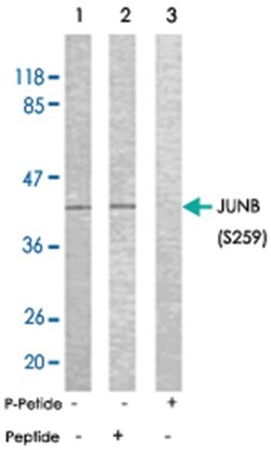 JUNB (phospho S259), Rabbit anti-Human, Mouse, Rat, Polyclonal Antibody,