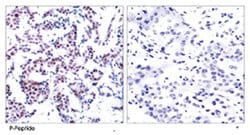 JUNB (phospho S259), Rabbit anti-Human, Mouse, Rat, Polyclonal Antibody,