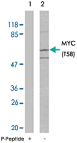 MYC (phospho T58), Rabbit anti-Human, Mouse, Rat, Polyclonal Antibody,