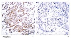 MYC (phospho T58), Rabbit anti-Human, Mouse, Rat, Polyclonal Antibody,