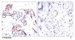 ELK1 (phospho S389), Rabbit anti-Human, Mouse, Rat, Polyclonal Antibody,