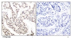 ELK1 (phospho T417), Rabbit anti-Human, Mouse, Rat, Polyclonal Antibody,