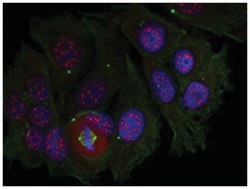 MEF2A (phospho T319), Rabbit anti-Human, Mouse, Rat, Polyclonal Antibody,