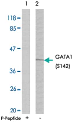 GATA1 (phospho S142), Rabbit anti-Human, Mouse, Rat, Polyclonal Antibody,