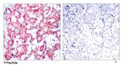 GATA1 (phospho S142), Rabbit anti-Human, Mouse, Rat, Polyclonal Antibody,