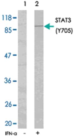 STAT3 (phospho Y705), Rabbit anti-Human, Mouse, Rat, Polyclonal Antibody, Abnova 100 &mu;g | Buy Online | Abnova Corporation | Fisher Scientific