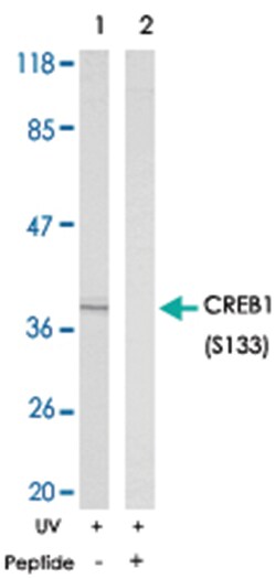 CREB1 (phospho S133), Rabbit anti-Human, Mouse, Rat, Polyclonal Antibody, Abnova 100 &mu;g | Buy Online | Abnova Corporation | Fisher Scientific