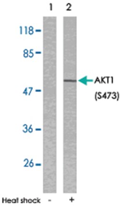 AKT1 (phospho S473), Rabbit anti-Human, Mouse, Rat, Polyclonal Antibody,