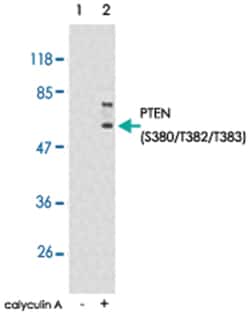 PTEN (phospho S380/T382/T383), Rabbit anti-Human, Mouse, Rat, Polyclonal