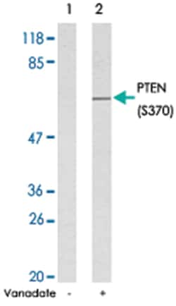 PTEN (phospho S370), Rabbit anti-Human, Mouse, Rat, Polyclonal Antibody,