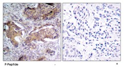 PTEN (phospho S370), Rabbit anti-Human, Mouse, Rat, Polyclonal Antibody,