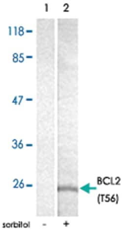 BCL2 (phospho T56), Rabbit anti-Human, Polyclonal Antibody, Abnova 100&mu;g;