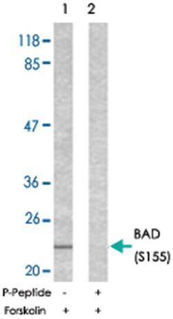 BAD (phospho S155), Rabbit anti-Human, Mouse, Rat, Polyclonal Antibody,