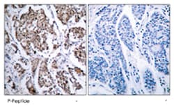BAD (phospho S155), Rabbit anti-Human, Mouse, Rat, Polyclonal Antibody,